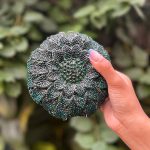 Clutch Flor Strass Verde